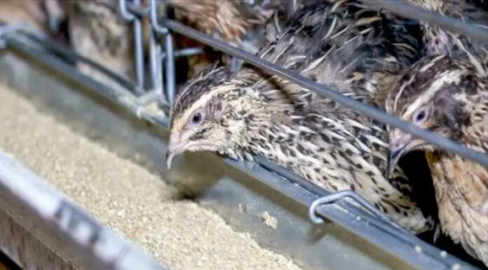 Bıldırcın Nasıl Beslenir