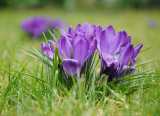 Fitoterapi Nedir