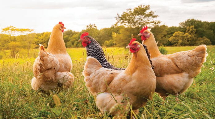 Kadir Kurtlar: “Sağlığınız Acısından Gezen Tavuk Yumurtası Tüketin!..”